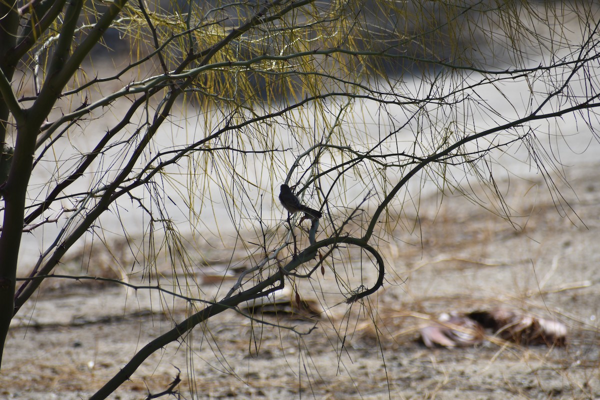 Black-tailed Gnatcatcher - ML642605559