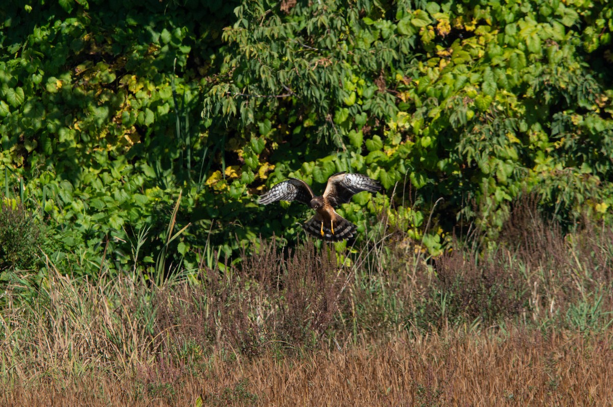 Northern Harrier - ML642605562