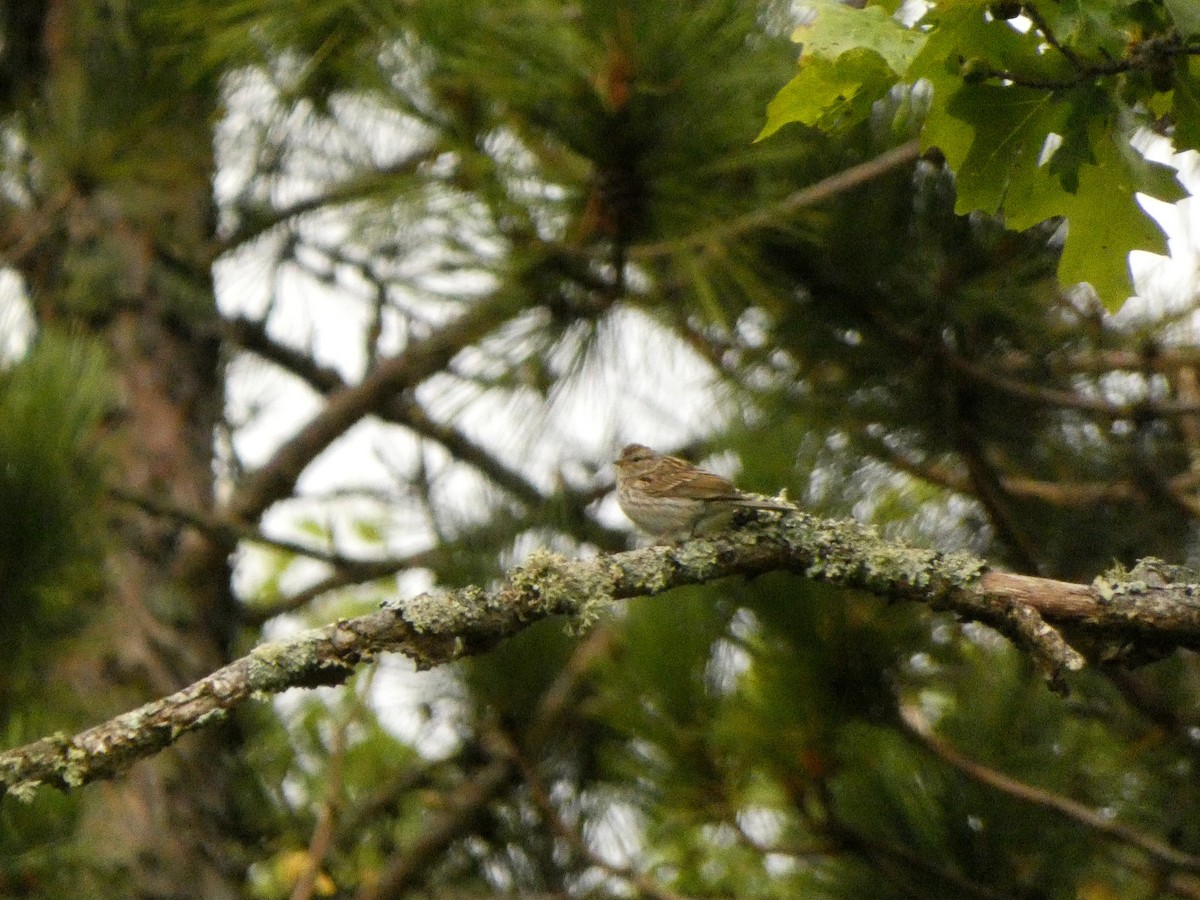 Chipping Sparrow - ML642605563