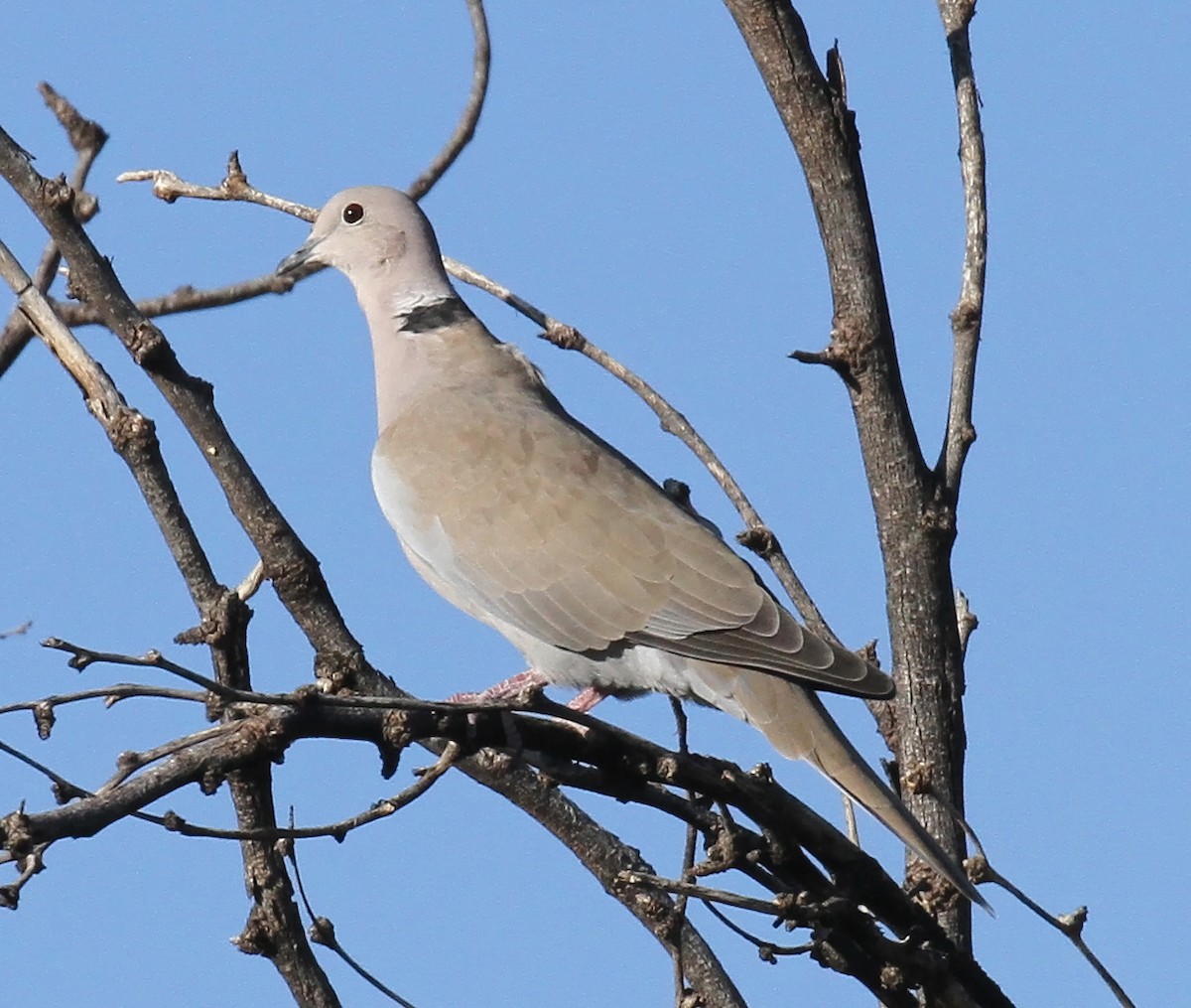 Eurasian Collared-Dove - ML642605583