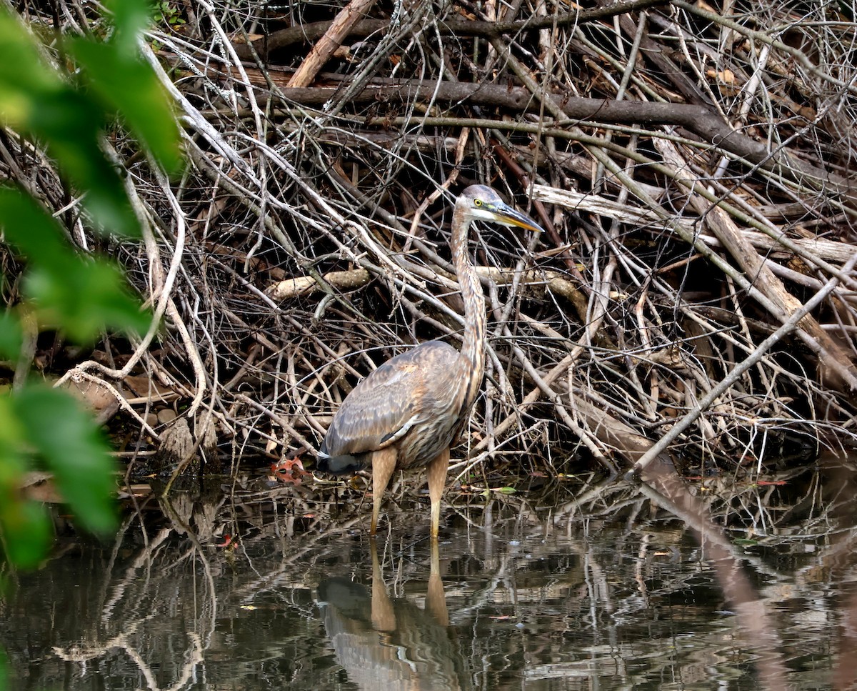 Great Blue Heron - ML642605605