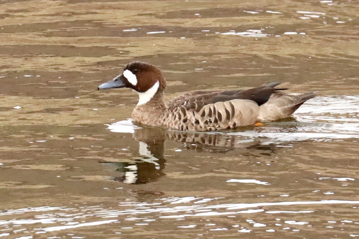 Ahate betaurrekoduna - ML642605612