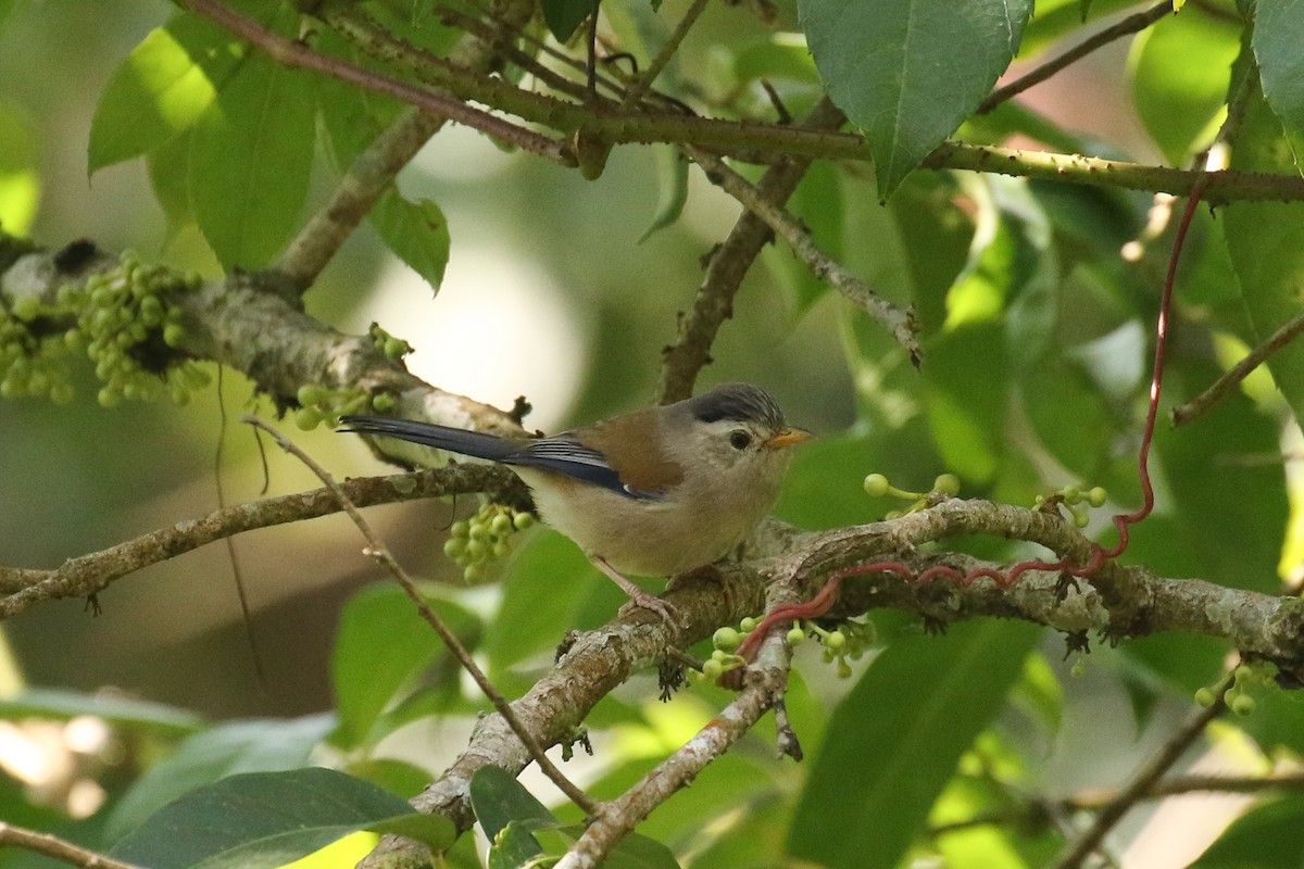 Blue-winged Minla - ML642605656