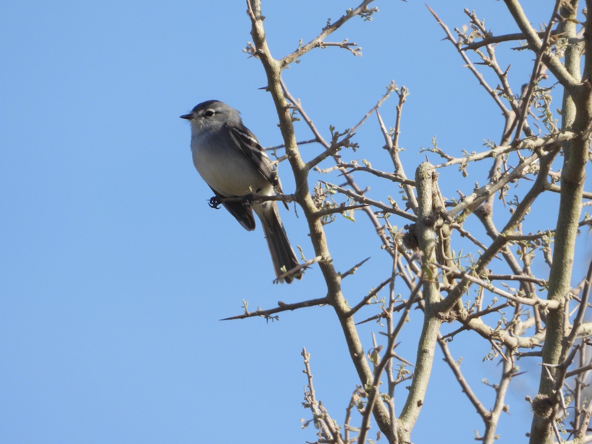 White-crested Tyrannulet (White-bellied) - ML642605671