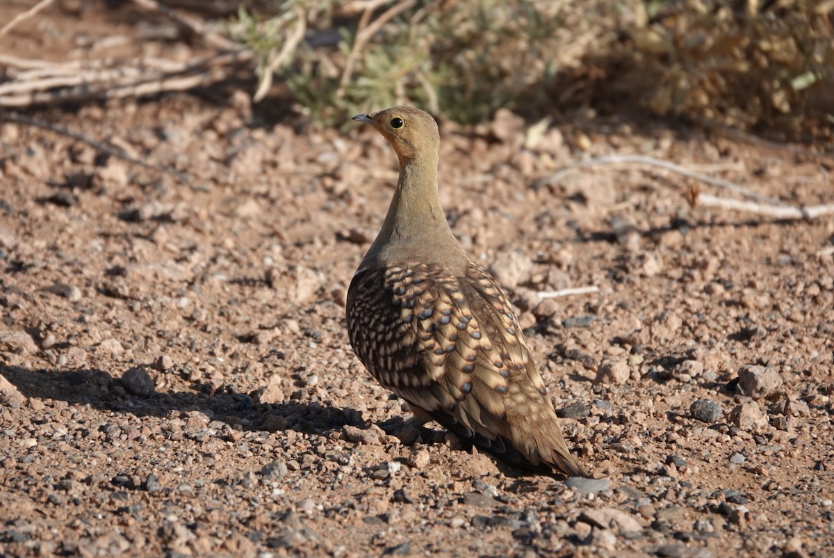 Namaqua Sandgrouse - ML642605688
