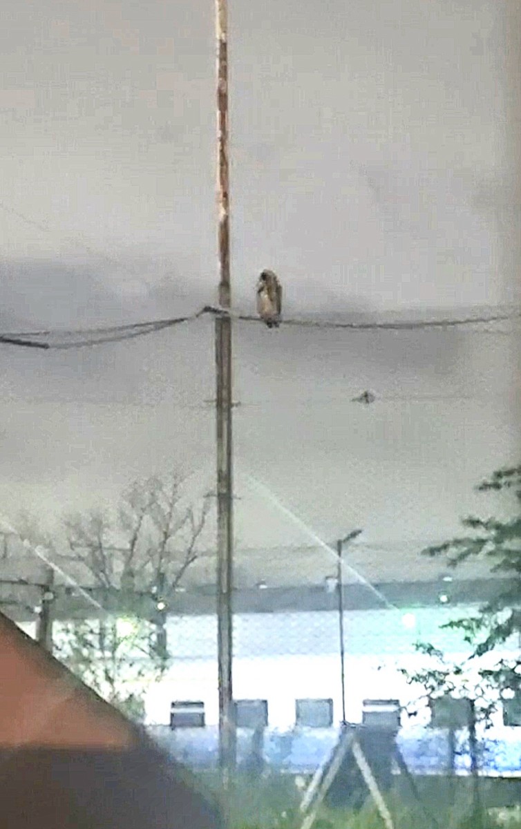 Striped Owl - ML642605698