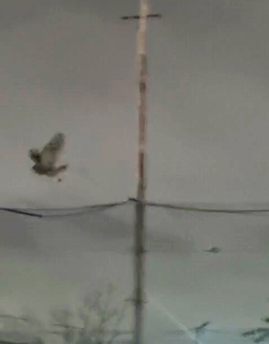 Striped Owl - ML642605699