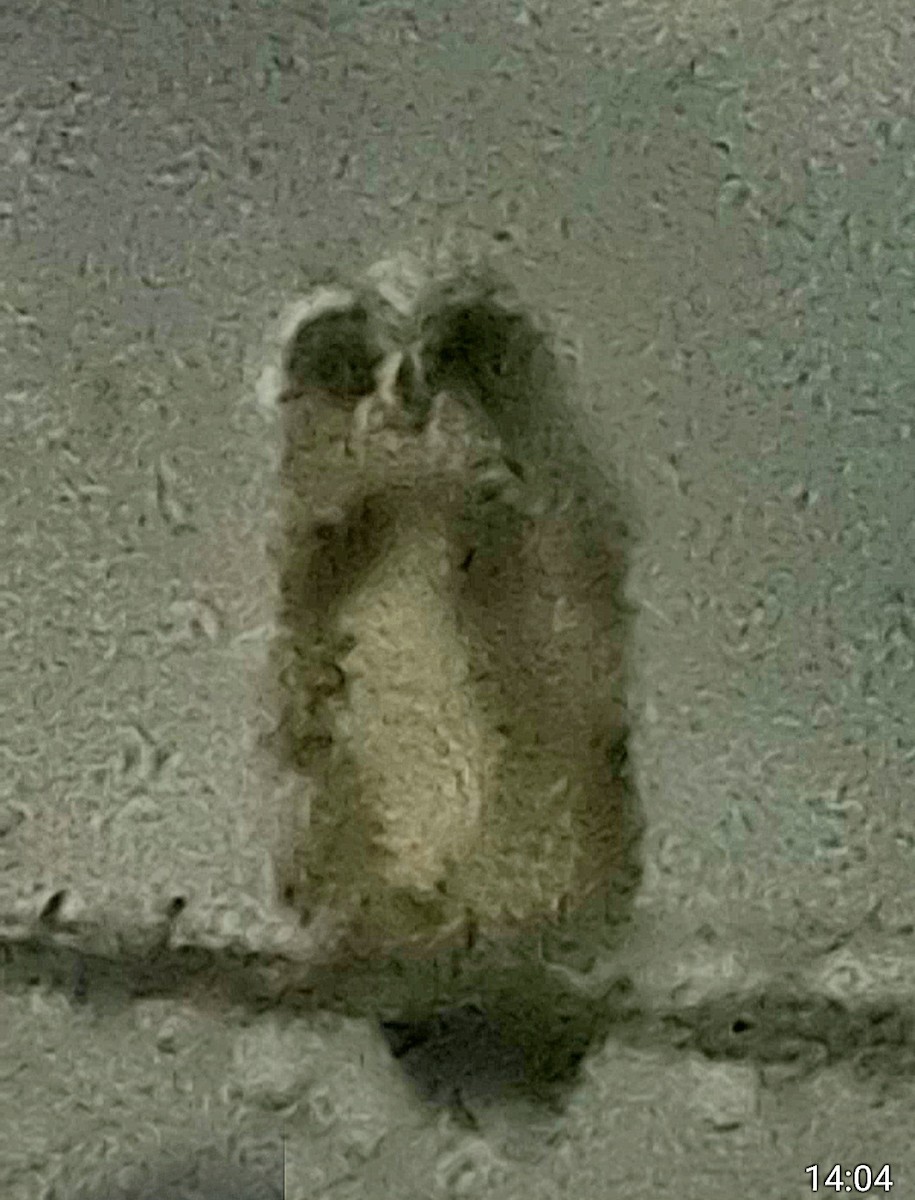 Striped Owl - ML642605700