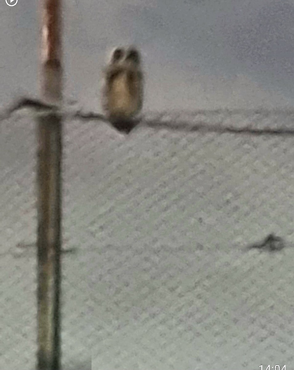 Striped Owl - ML642605701