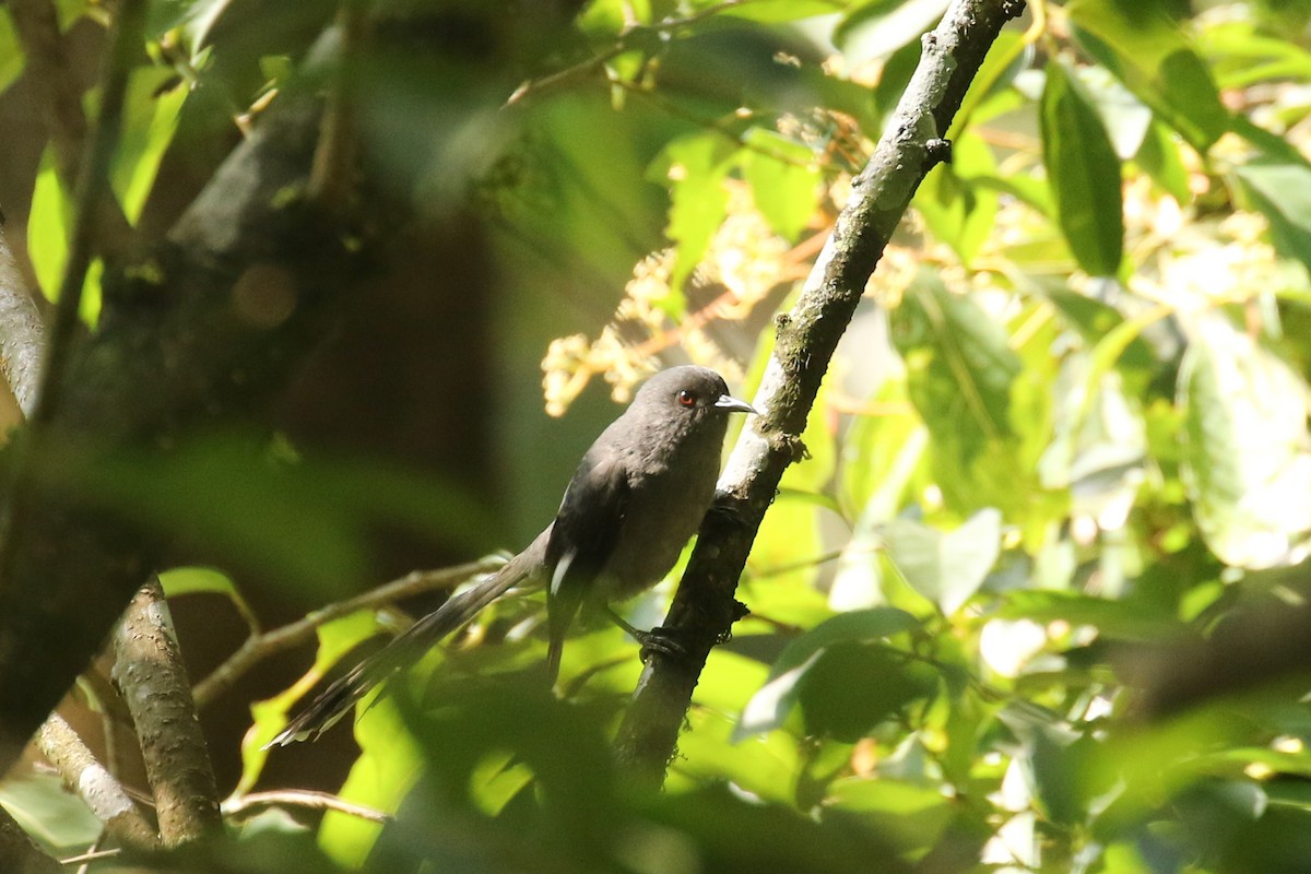 Long-tailed Sibia - ML642605709