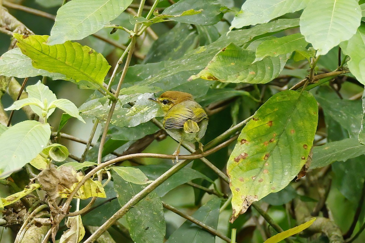 Yellow-throated Woodland-Warbler - ML642605730