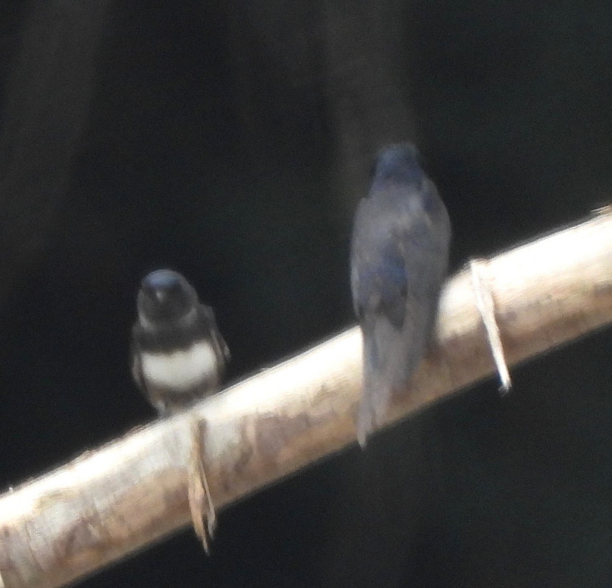 White-banded Swallow - ML642605736