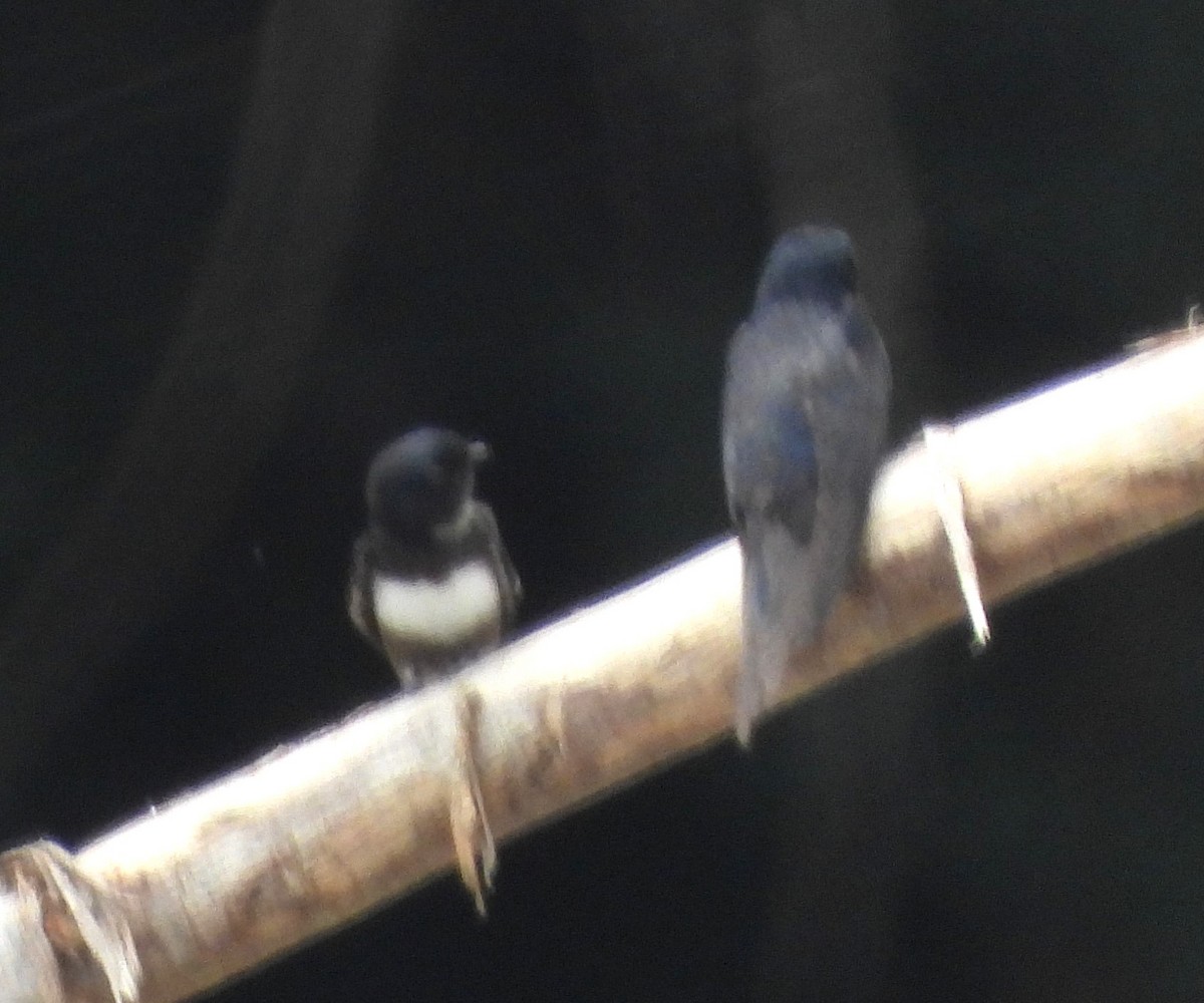 White-banded Swallow - ML642605737