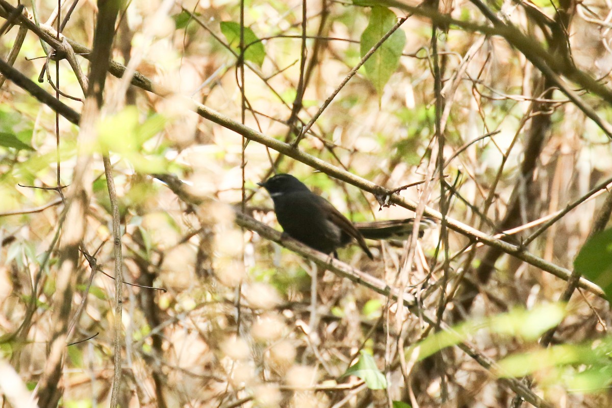 White-throated Fantail - ML642605748