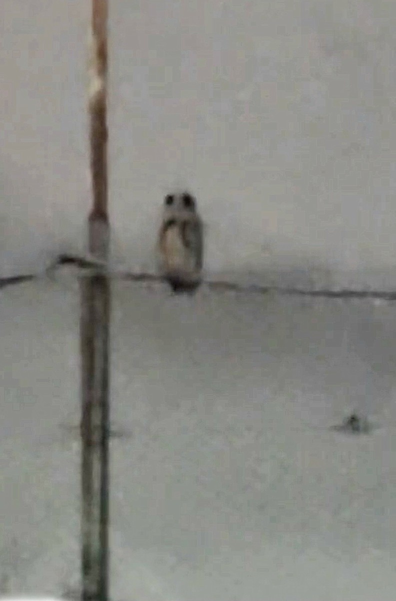 Striped Owl - ML642605749