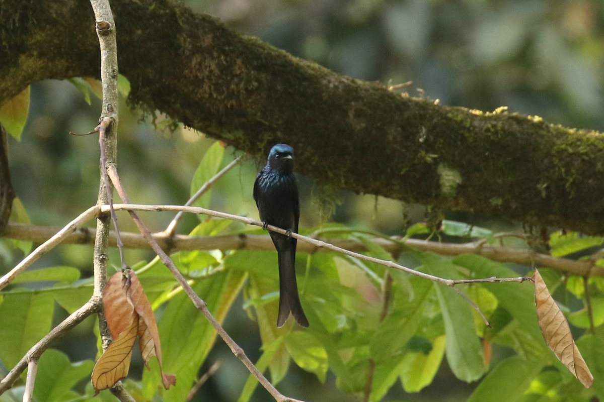 Bronzed Drongo - ML642605774