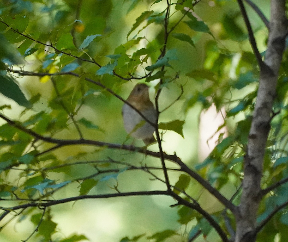 Veery - ML642605781