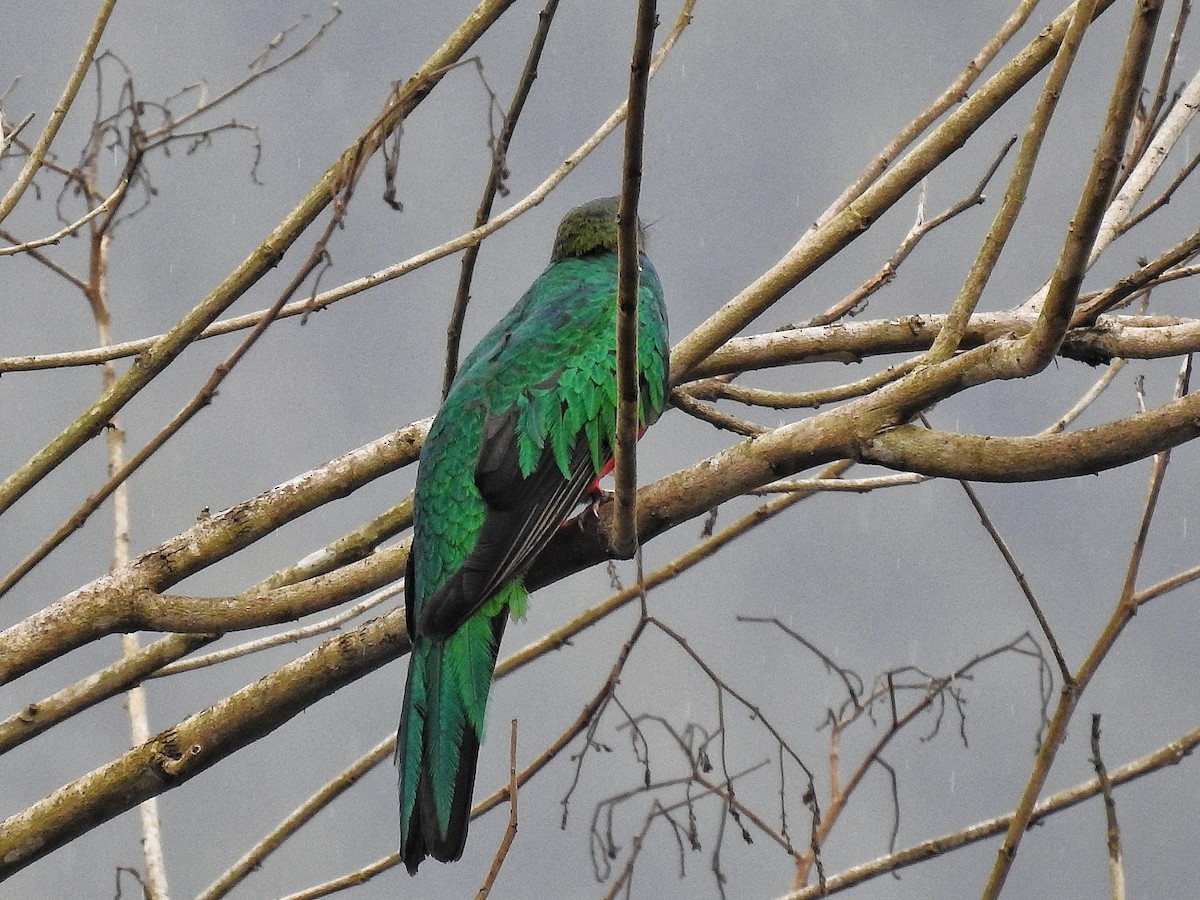 Golden-headed Quetzal - ML642605790