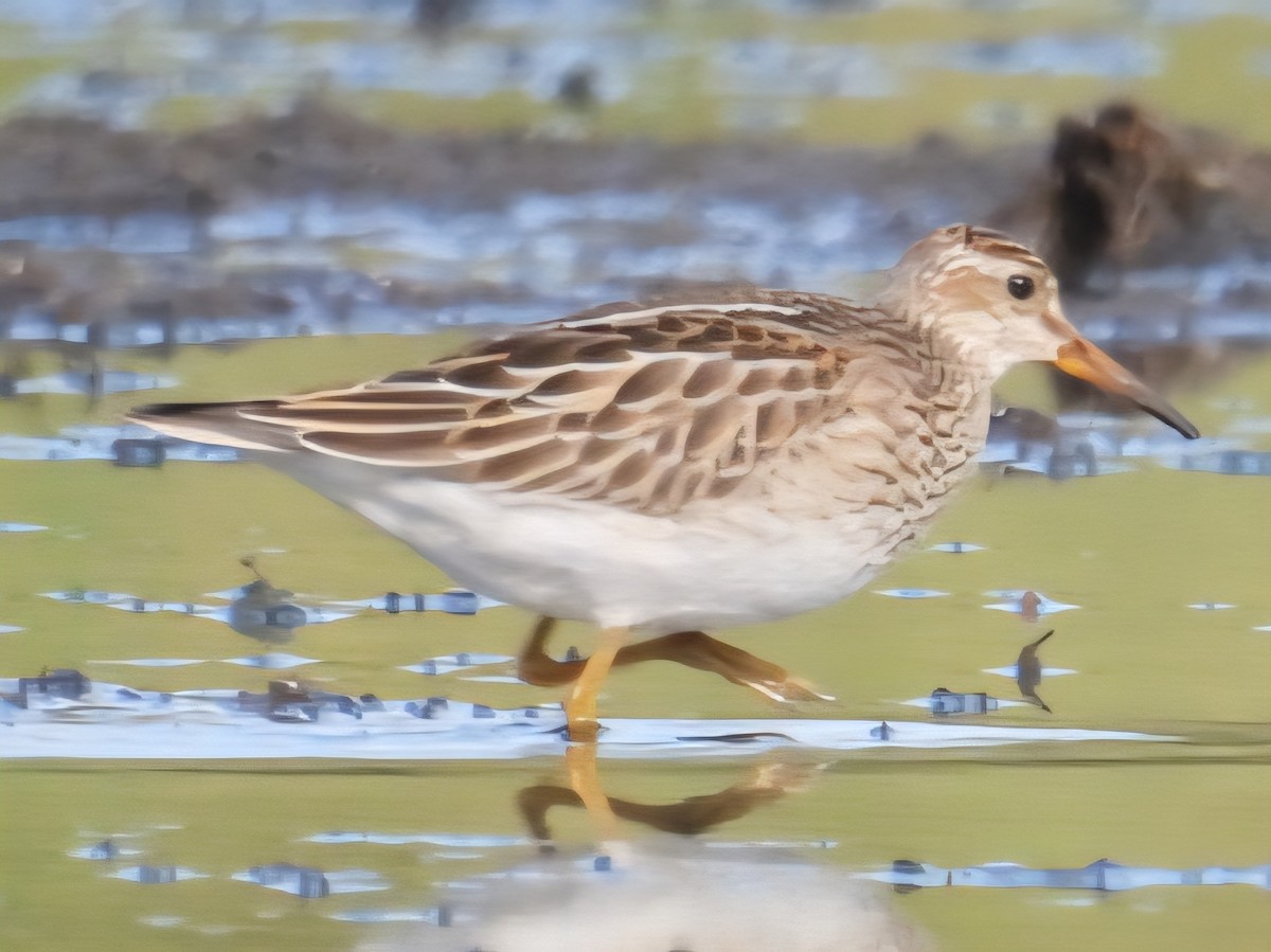 jespák skvrnitý - ML642605826