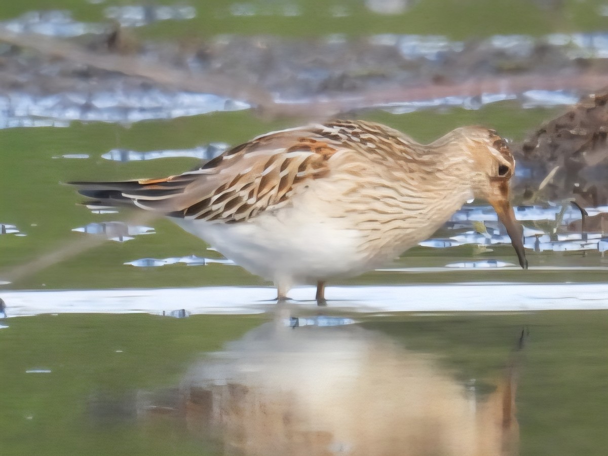 jespák skvrnitý - ML642605827