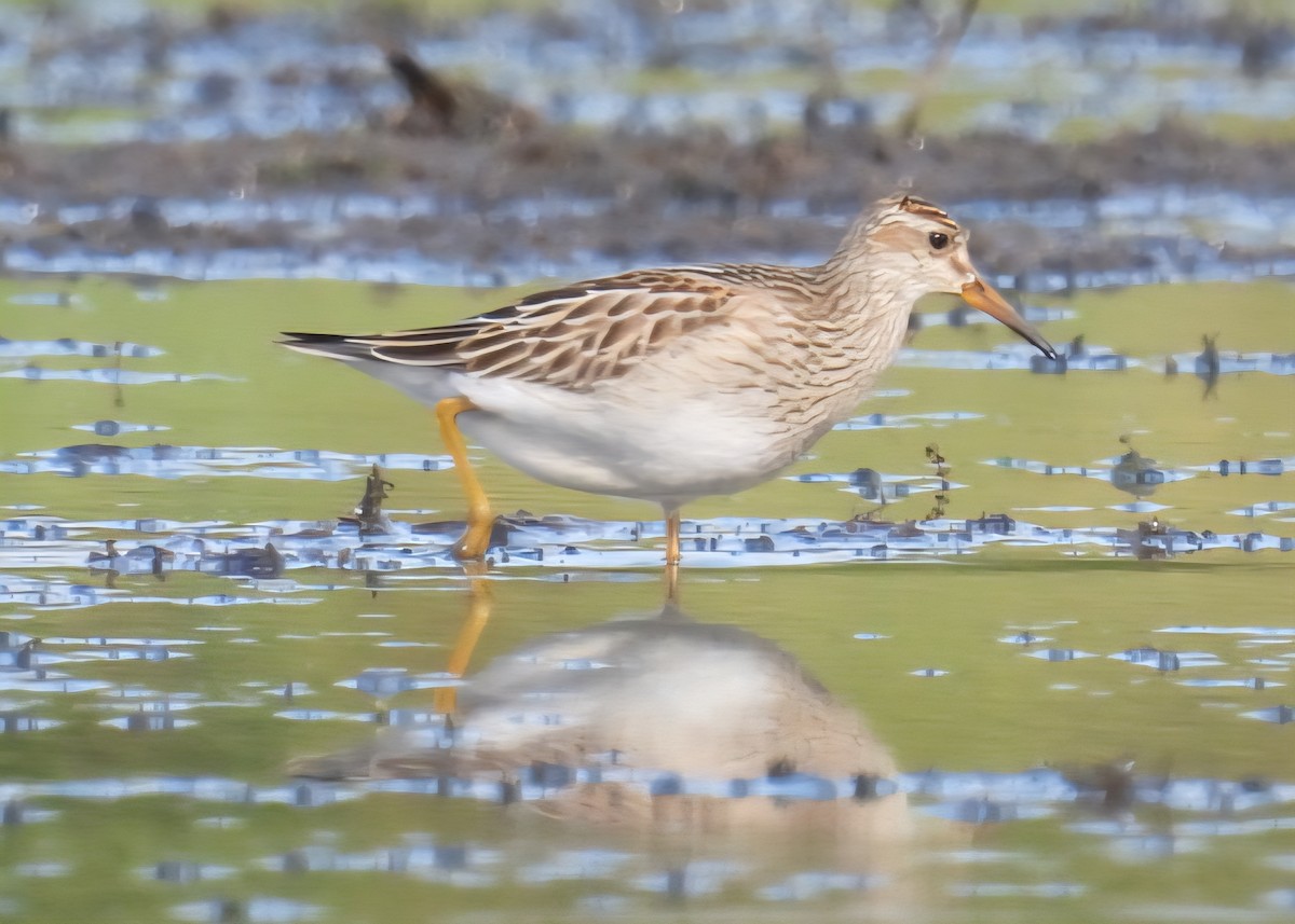 jespák skvrnitý - ML642605828