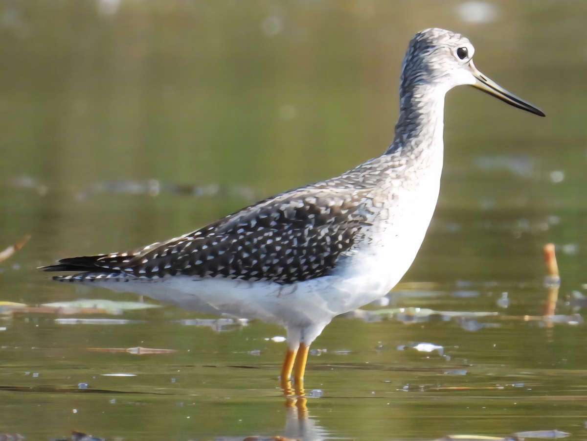 vodouš velký - ML642605834