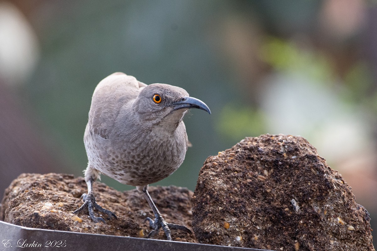 Moqueur à bec courbe - ML642605845