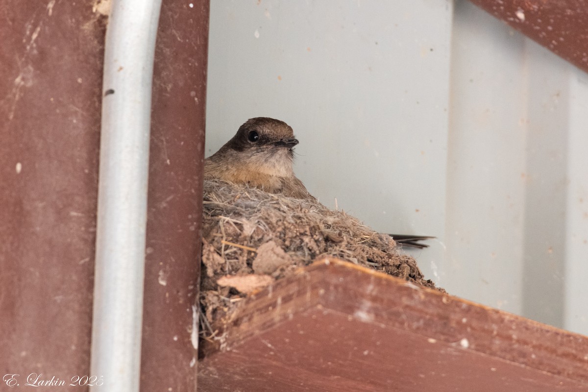 Moucherolle à ventre roux - ML642605848