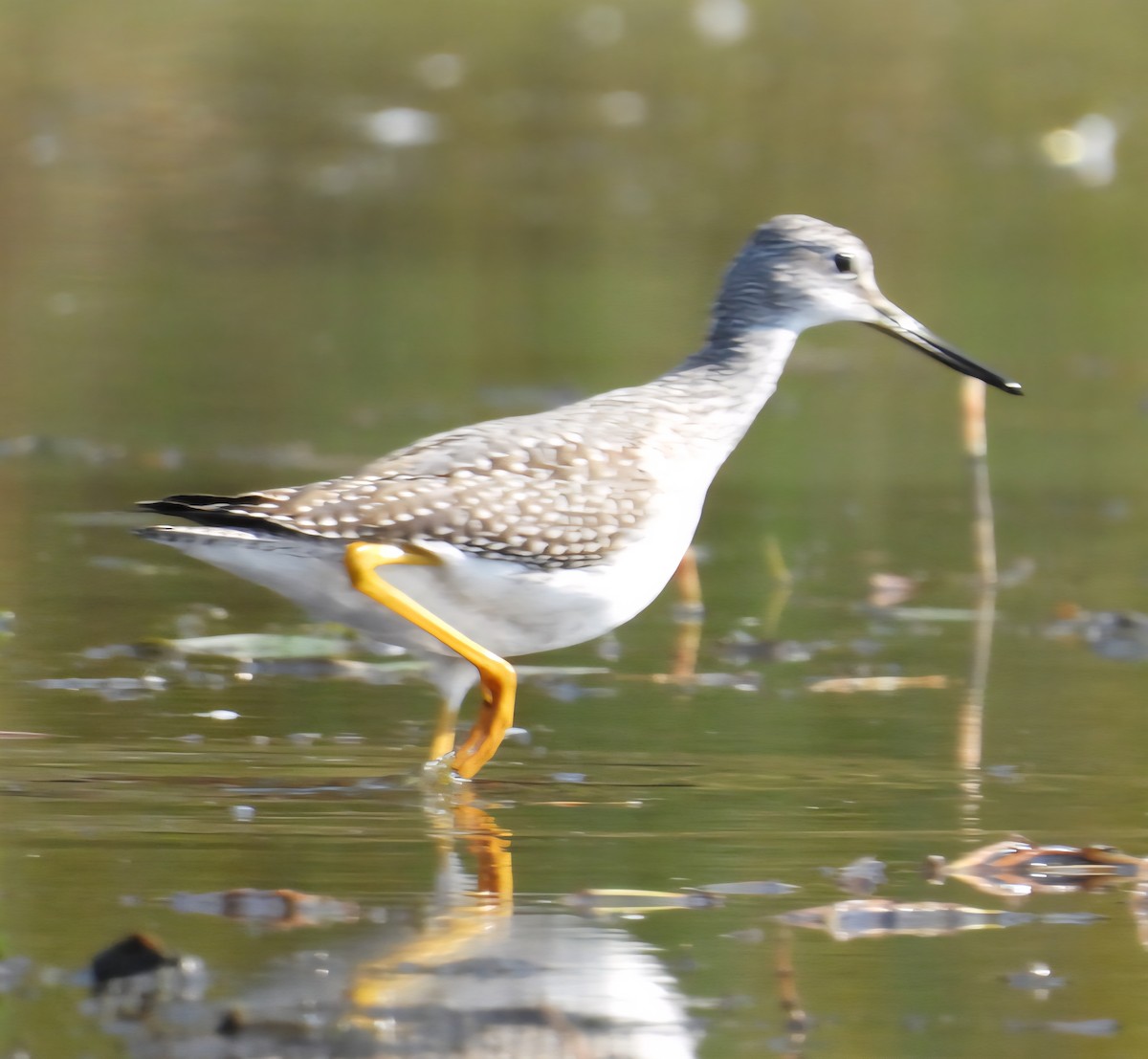 vodouš velký - ML642605860