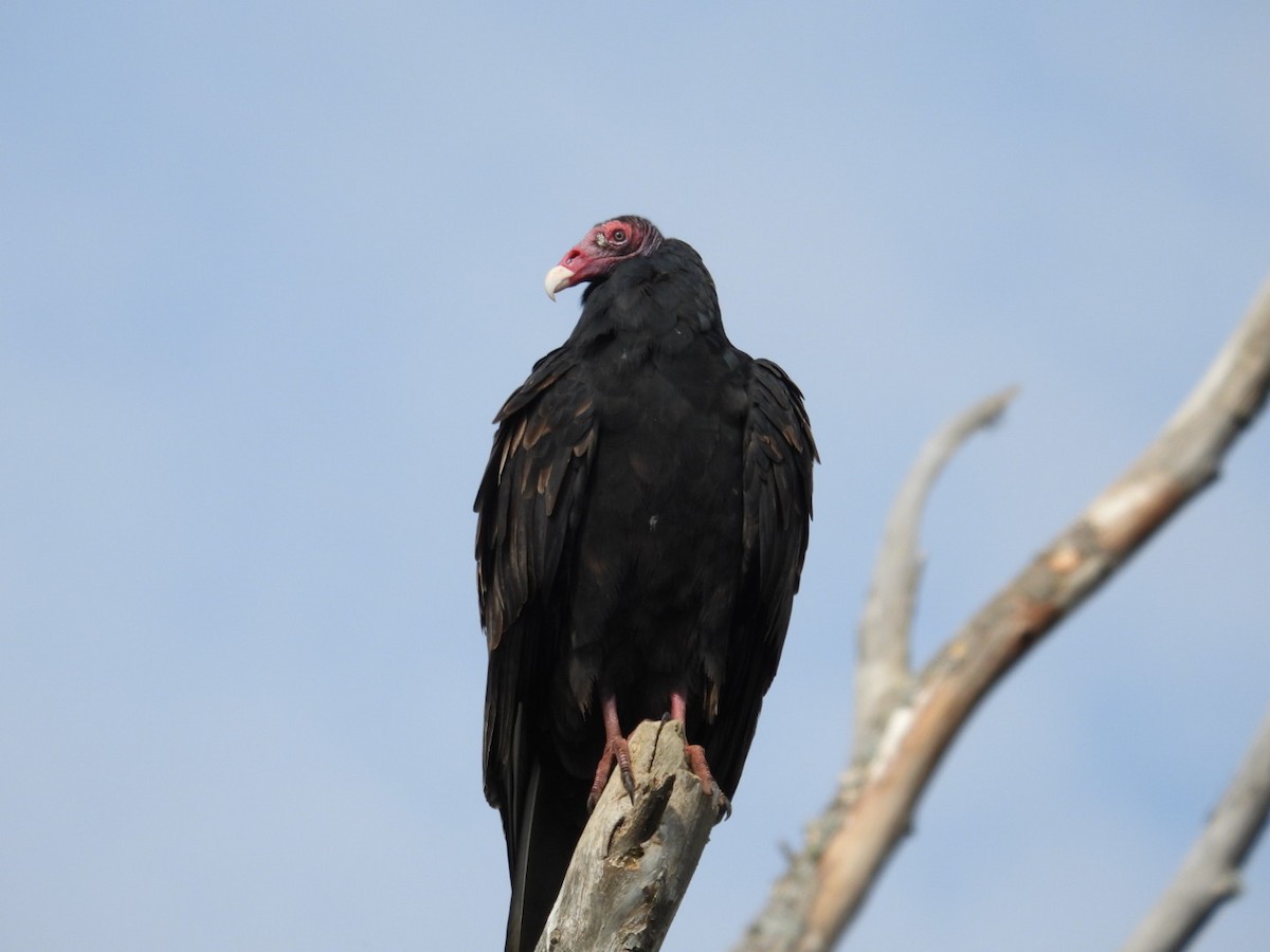 kondor krocanovitý - ML642605883