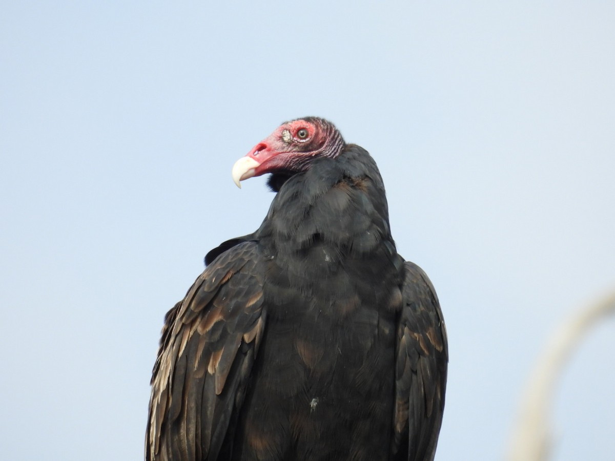 kondor krocanovitý - ML642605884