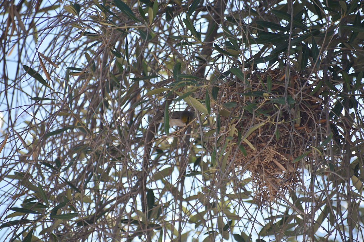 Verdin - ML642605892