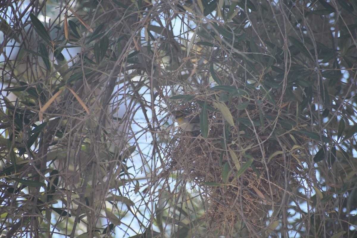 Verdin - ML642605894