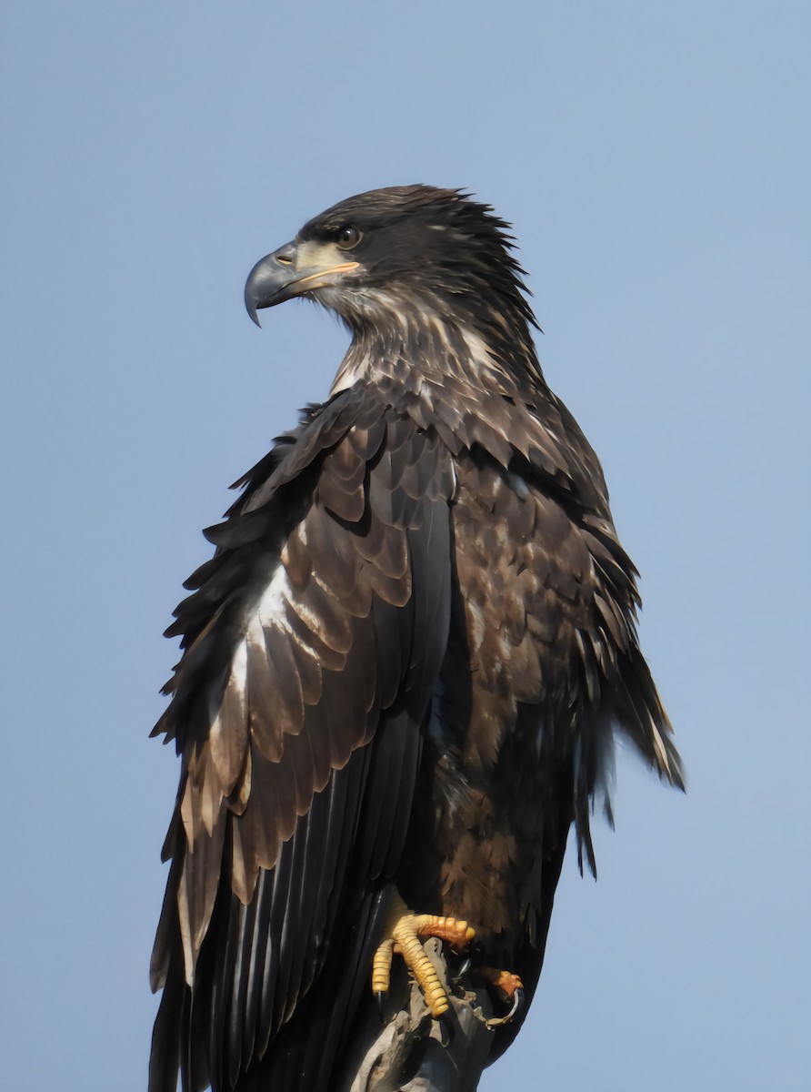 orel bělohlavý - ML642605898