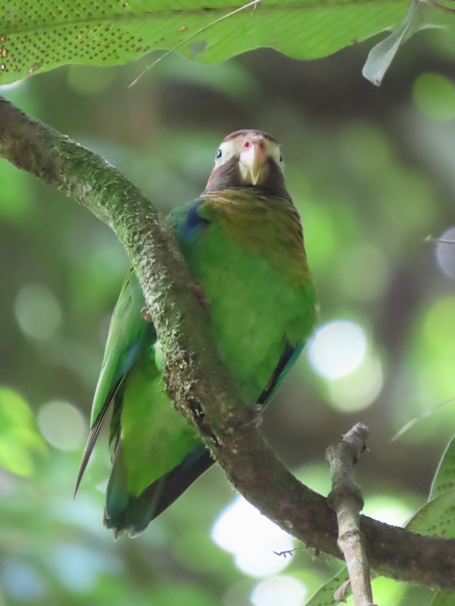 Brown-hooded Parrot - ML642605908