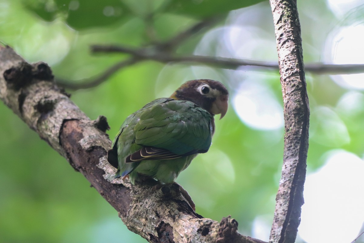 Brown-hooded Parrot - ML642605924