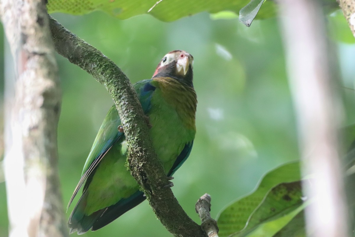 Brown-hooded Parrot - ML642605925