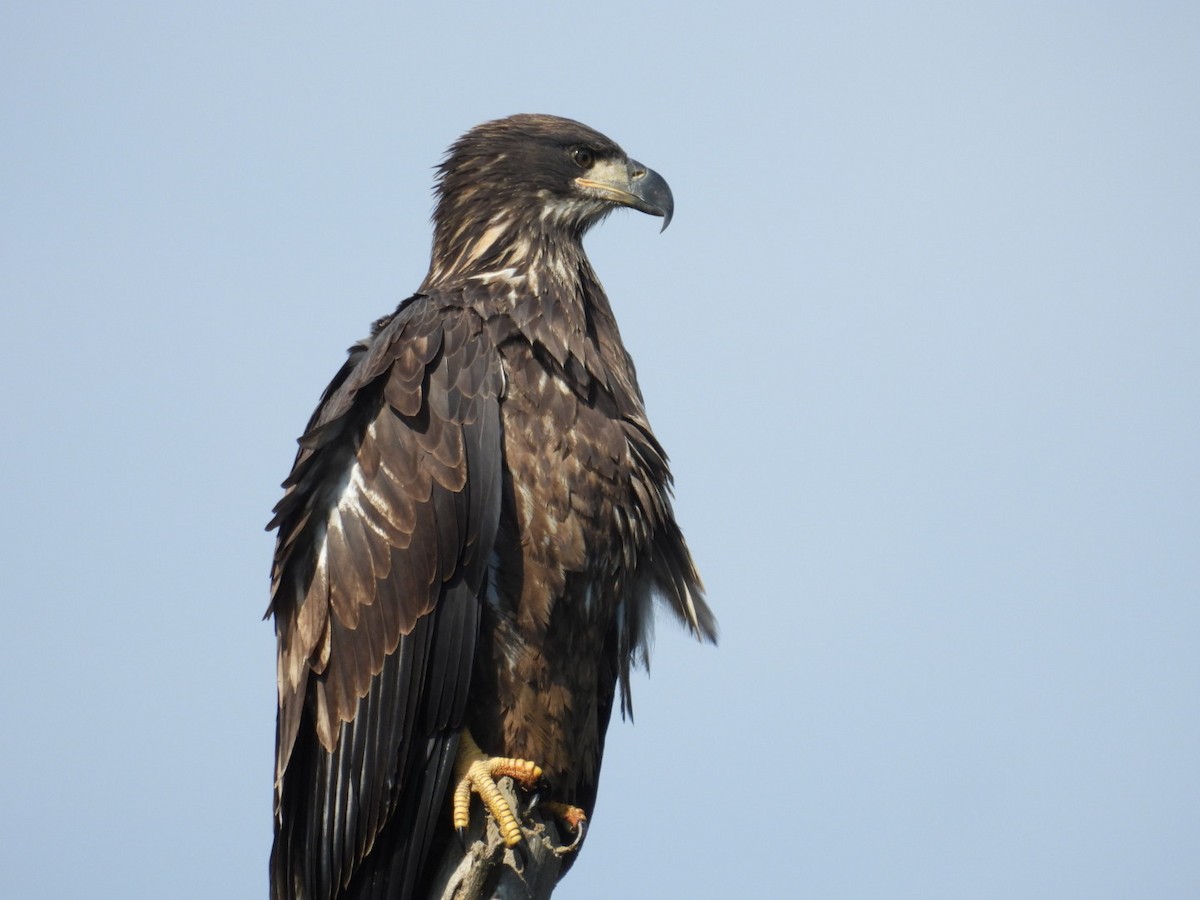 orel bělohlavý - ML642605927