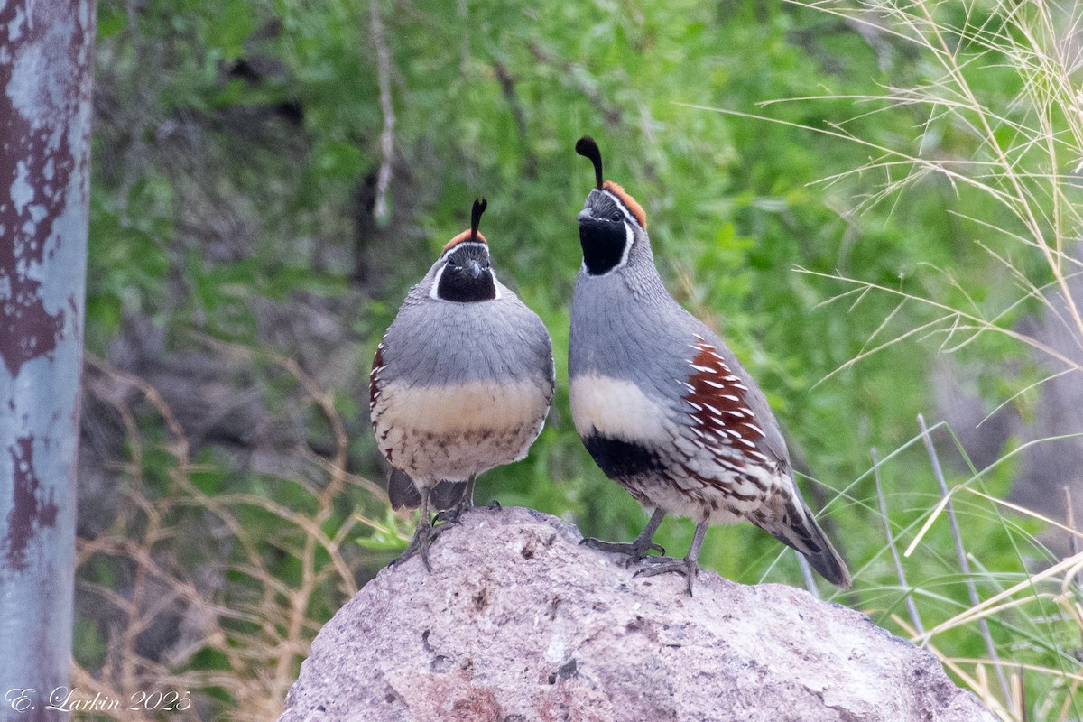 Gambel's Quail - ML642605932