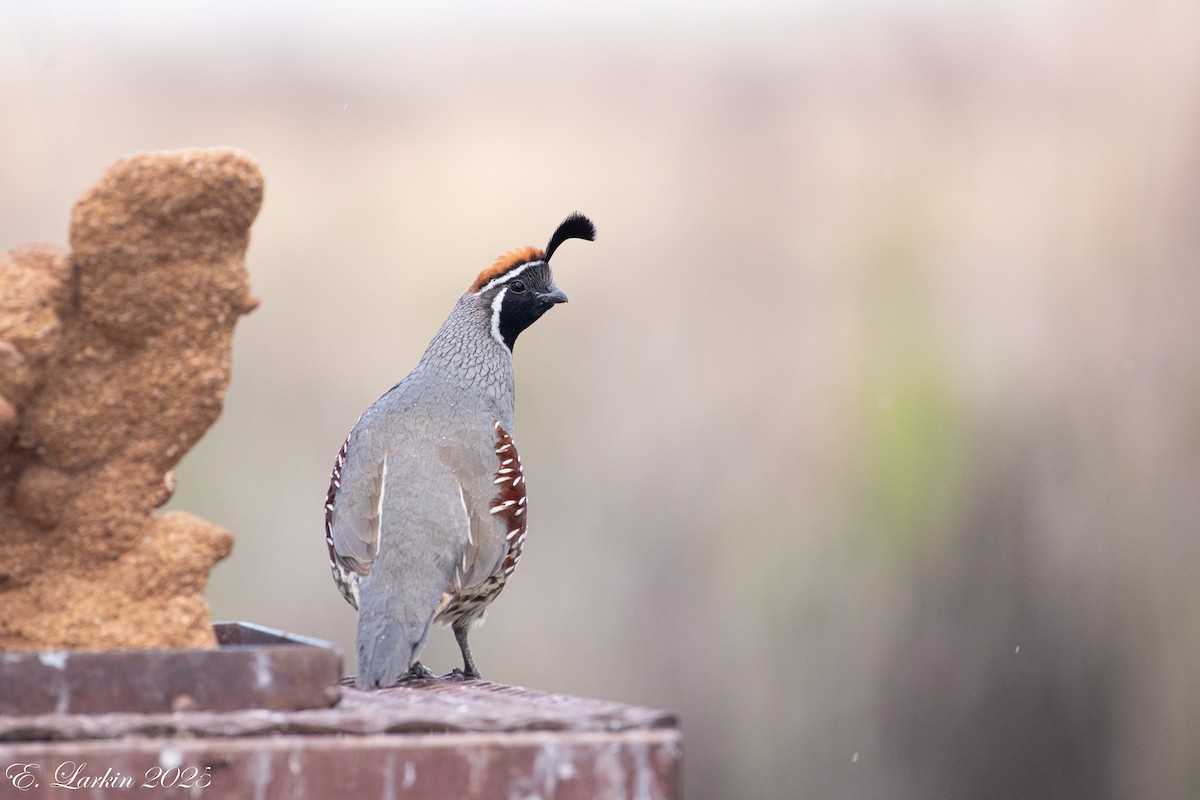 Gambel's Quail - ML642605933