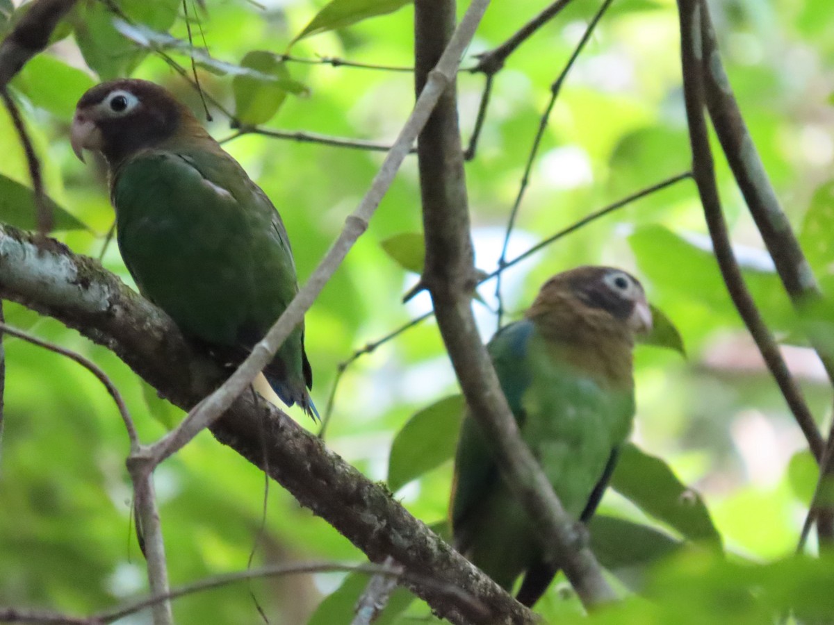 Brown-hooded Parrot - ML642605961