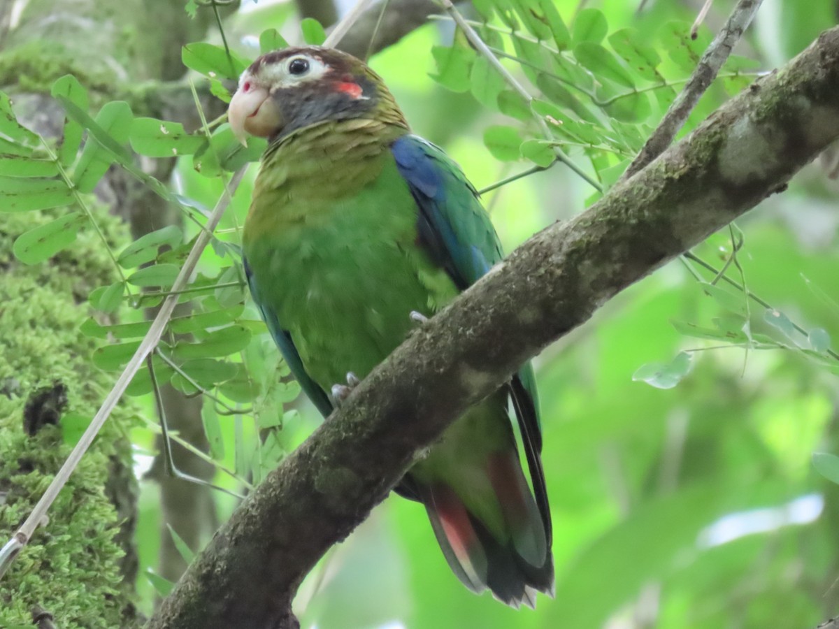 Brown-hooded Parrot - ML642605962