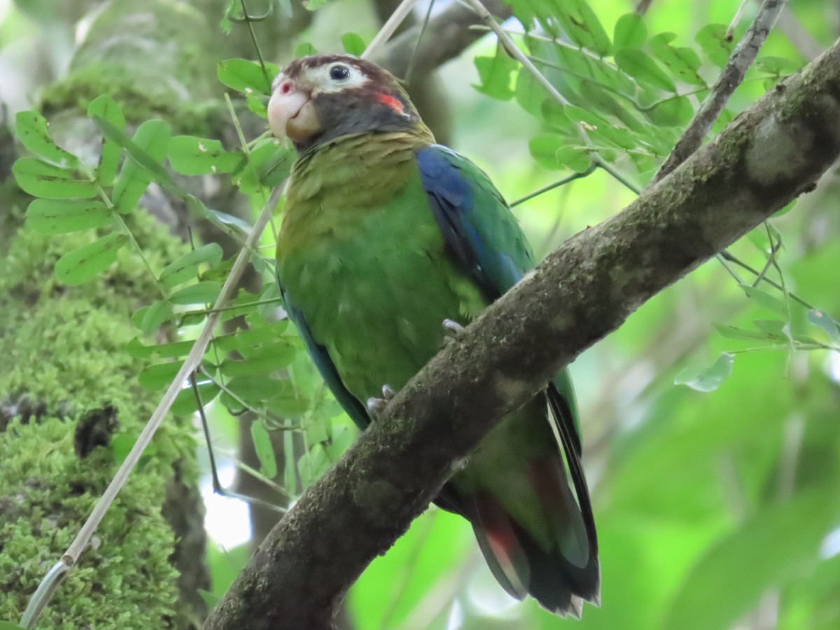 Brown-hooded Parrot - ML642605964