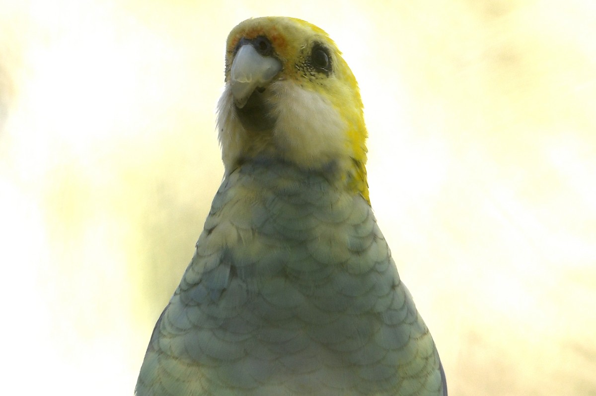 Pale-headed Rosella - ML642605971