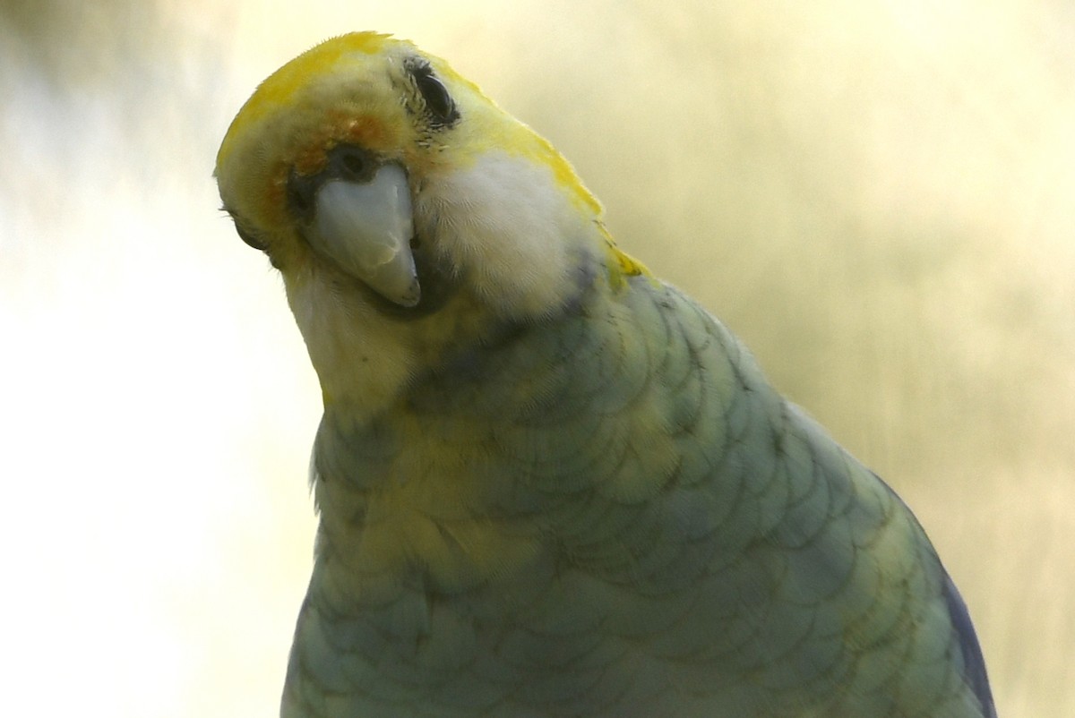 Pale-headed Rosella - ML642605975