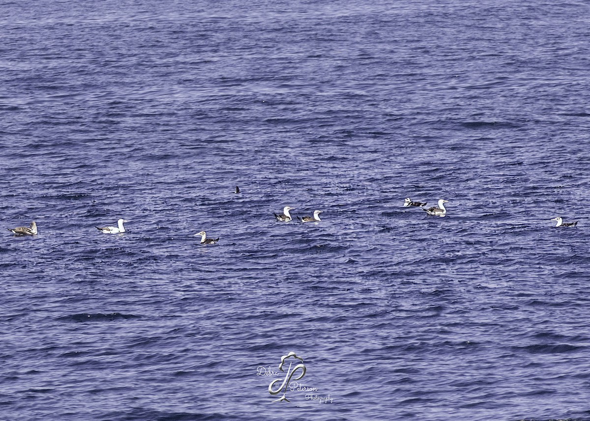 Northern Gannet - ML642605977