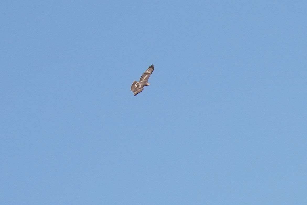 Red-tailed Hawk - ML642605979