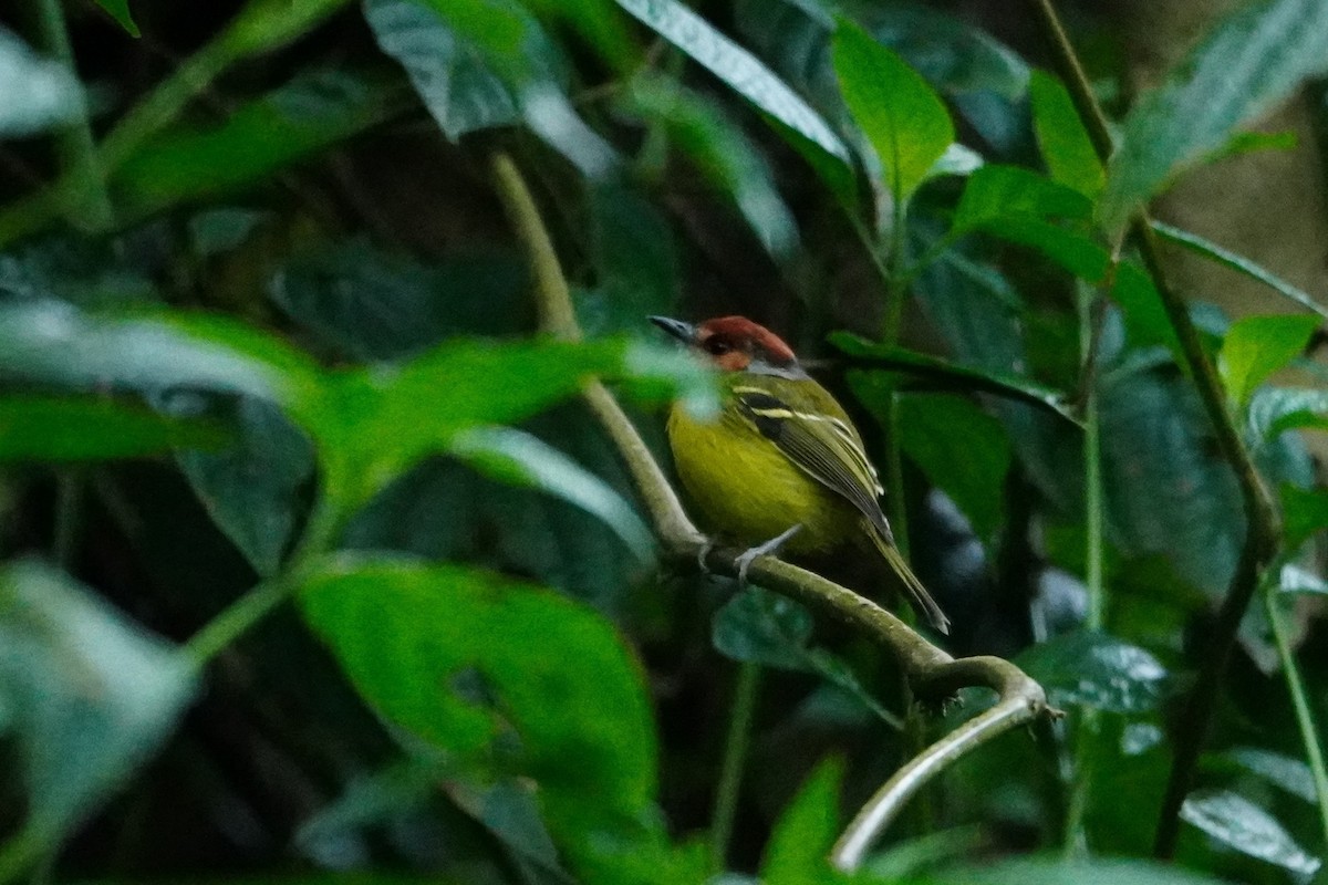 Rufous-crowned Tody-Flycatcher - ML642606024