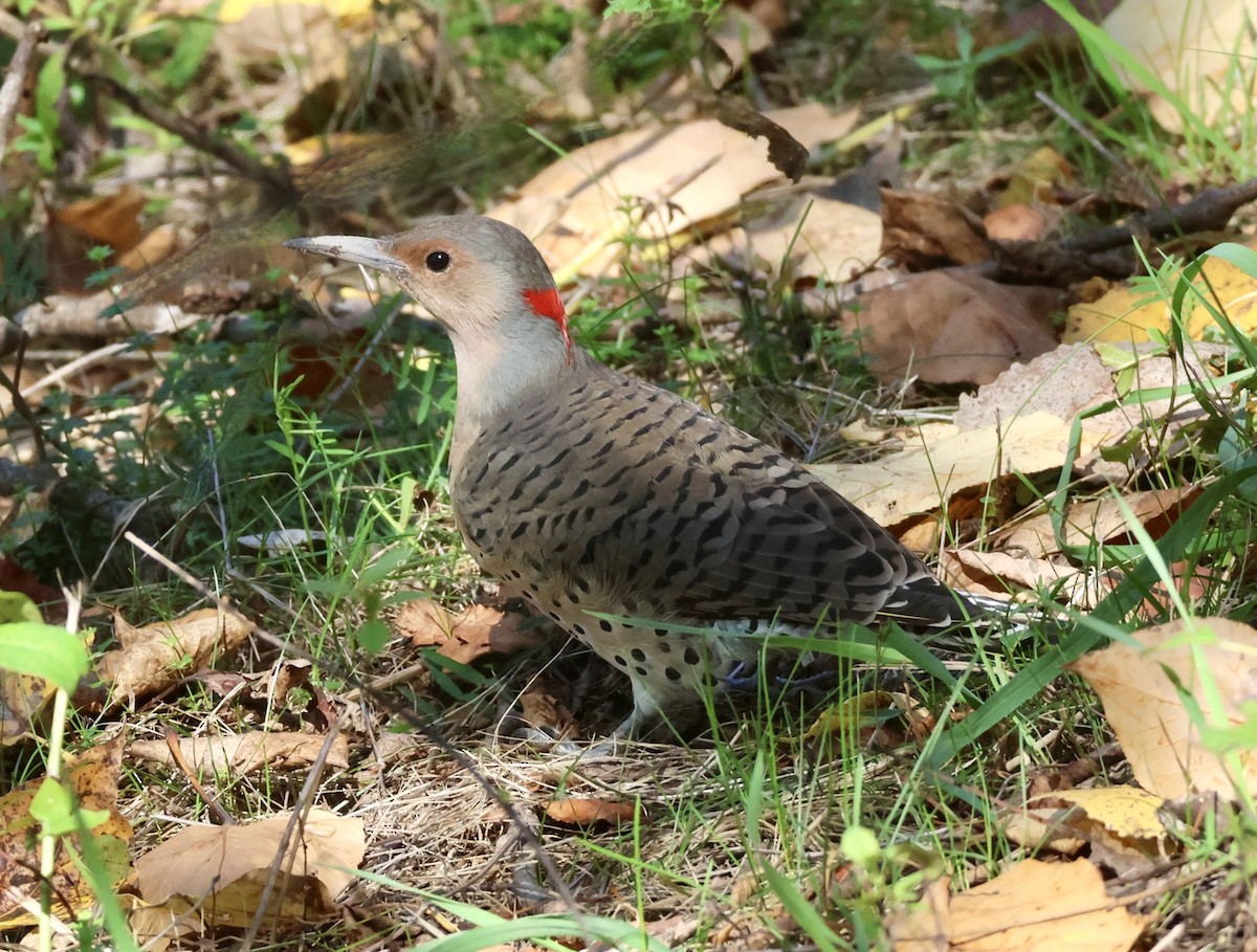 Northern Flicker - ML642606044