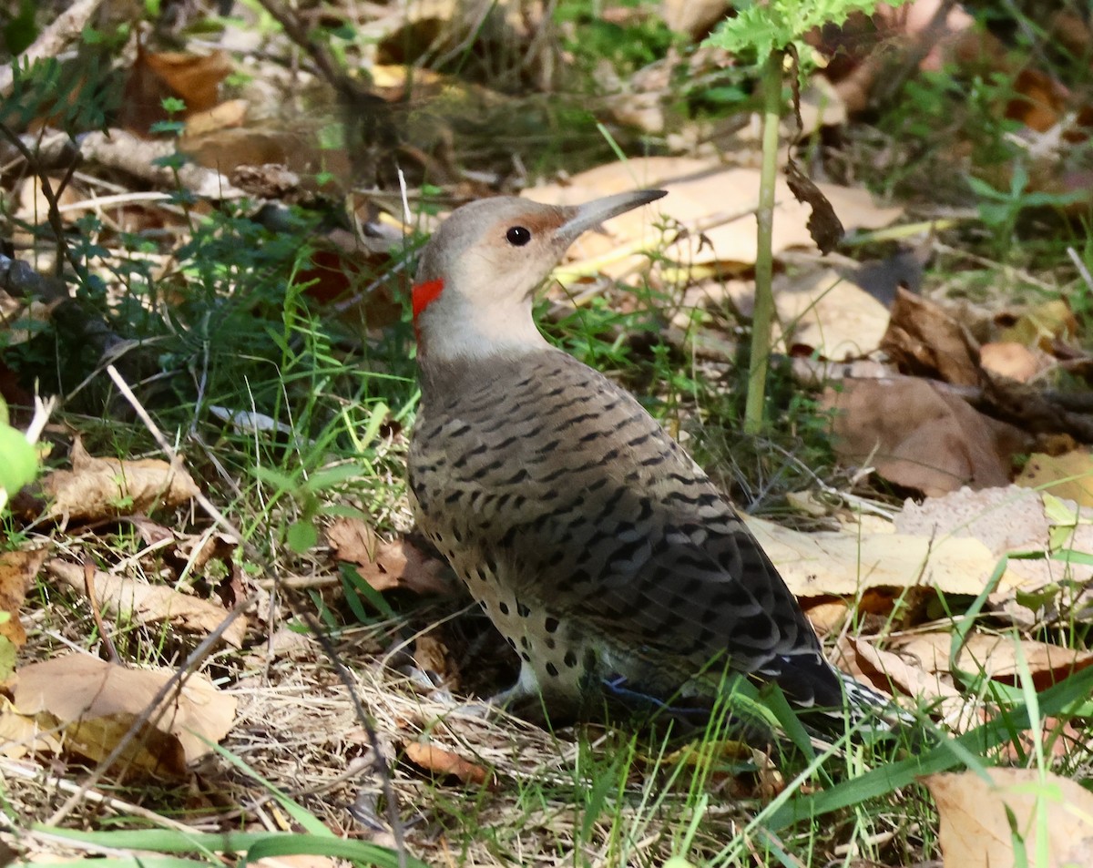 Northern Flicker - ML642606048
